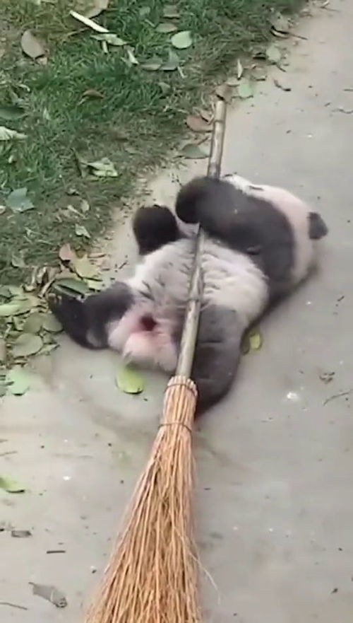 为什么小孩喜欢玩扫帚拖把