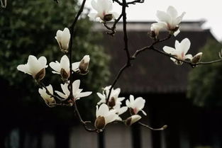 玉兰花开多久
