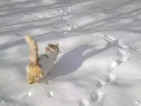 雪地里的脚印作文800字初二，雪地里的脚印图片