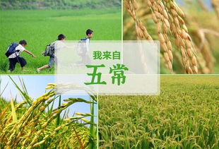 朋友圈关于稻谷的说说 描写水稻的景色的句子