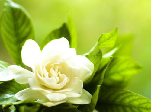 栀子花寓意好吗，栀子花寓意风水