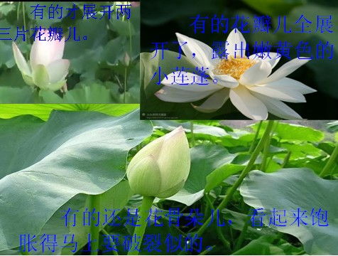 三年级荷花教学设计第二课时，三年级荷花优秀教学设计
