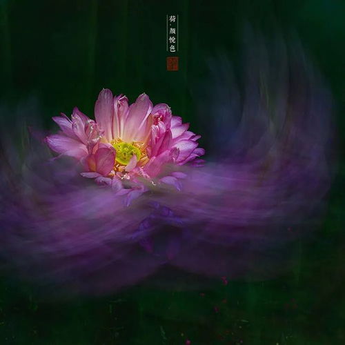 荷花出淤泥而不染,濯清涟而不妖怎么读，濯清涟而不妖怎么读 淤泥