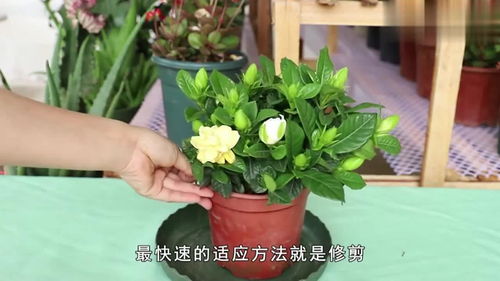 栀子花读音拼音，栀子花十大忌讳