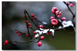 梅雪争春未肯降的争春是什么意思?