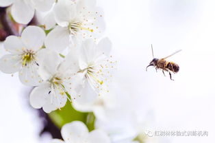 花瓣儿,花骨朵儿类似的词语，花瓣儿鱼主要内容