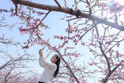 春风拂面造句子二年级下册，春风拂面造句短一点