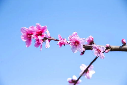 花瓣是什么意思