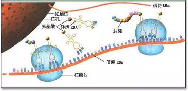 细胞质的作用初一