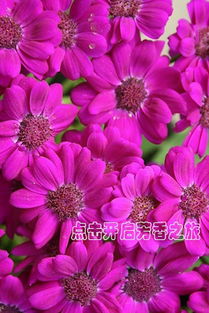 所有花语大全满天星，所有花语大全图片