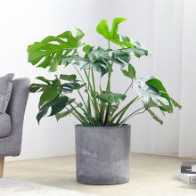 盆栽植物图片大全，盆栽竹子