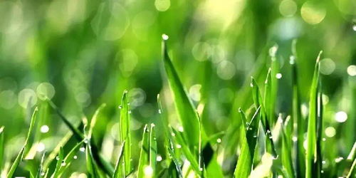 谷雨的图片怎么画的