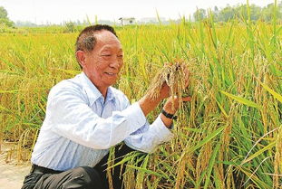 避席畏闻文字狱,著书都为稻粱谋 是什么意思?