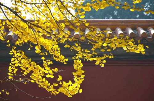 秋风习习的意思是