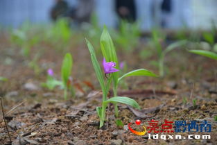 白及与白芨区别，白及颗粒的功能与主治