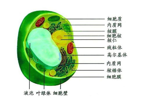 细胞质的作用的功能，细胞质主要起什么作用