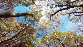 shenandoah国家公园，shenandoah歌词中文