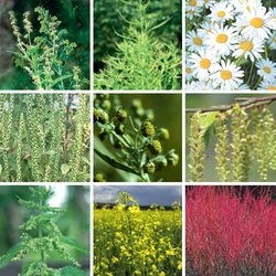 pollen怎么读，pollen grains是什么意思