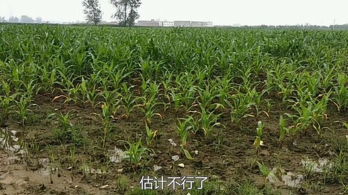 庄稼是指什么，庄稼组词