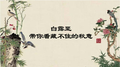 带白鹭的诗句，带白的诗句唯美