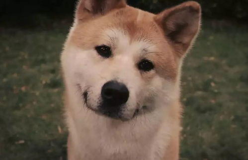 人工念什么字