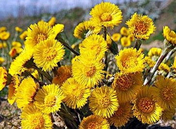 款冬花的功效与作用 款冬花介绍
