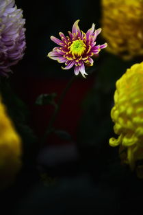 还来就菊花hai还是huan，还来就菊花是哪首古诗