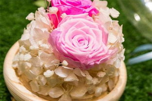 永生花花语 永生花花语是什么呢