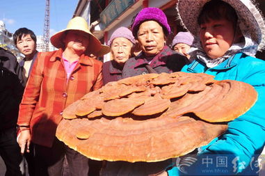 张玉萍名字的含义
