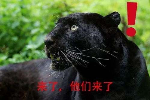 “猇”的读音是什么?