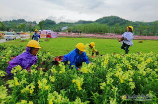 栽花营养土多少钱一袋，栽花用什么土好