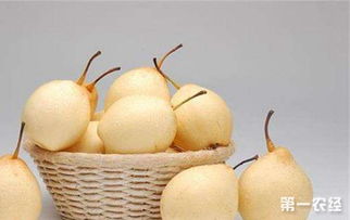 水晶梨是否寒凉食品