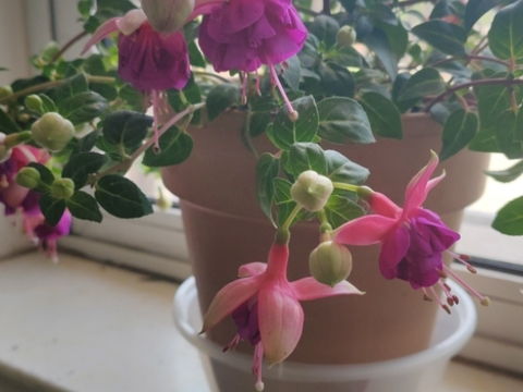 栽花的意思