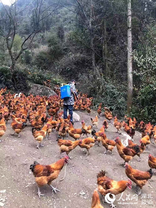 鸡场怎样布局较好?