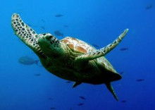 turtle库python，turtle绘图