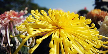 菊花在什么季节开放