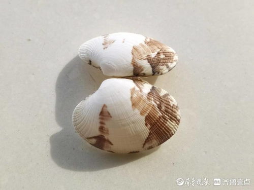 小贝壳教育，小贝壳酒楼