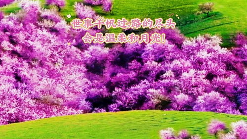 花树下歌曲背景，盛开的樱花树下
