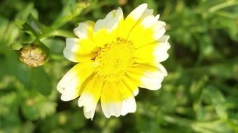 山菊花电影，山菊花小说全文阅读免费