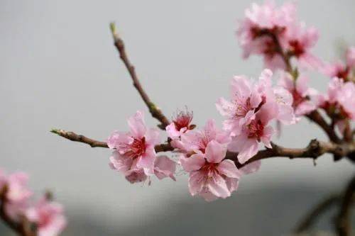 又见桃花开广场舞，又见桃花开童声版