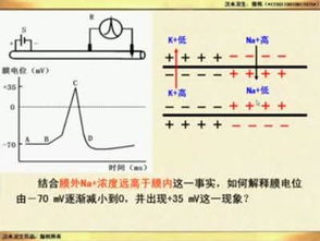 动作电位和静息电位产生机制，静息电位产生机制是钾外流