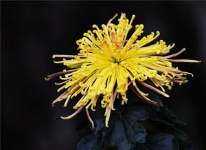 荷花什么时候开放什么季节开花，菊花什么时候开放时间几点