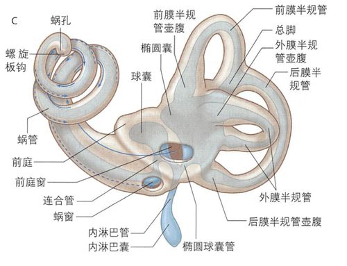 内耳又称___,可分为___和__