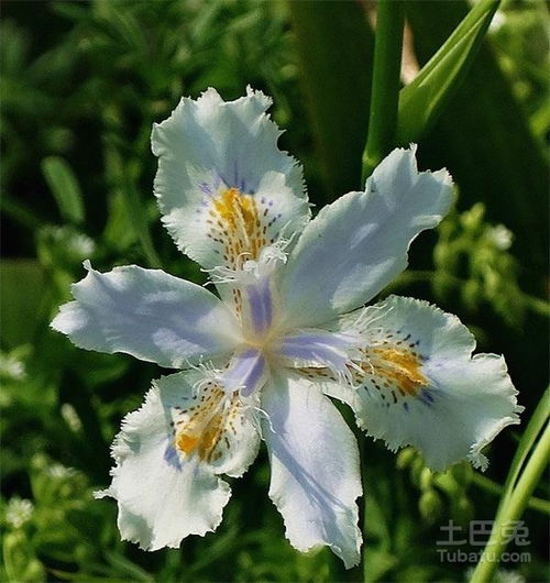 白蝴蝶花怎么养，白蝴蝶花花语