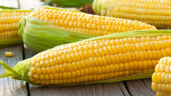corn是什么意思?注:英文是CORN