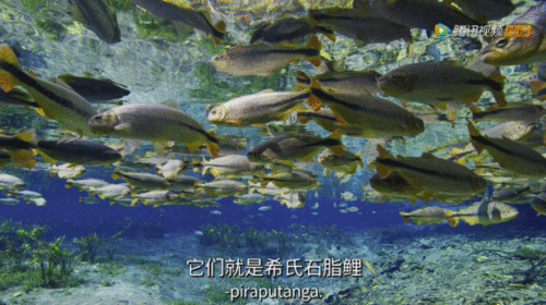 翻译“潭中鱼可百许头 ,皆若空游无所依。”