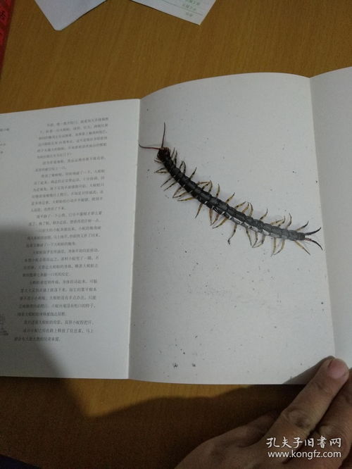 虫子旁一个丰怎么念，虫子旁的字与什么东西有关