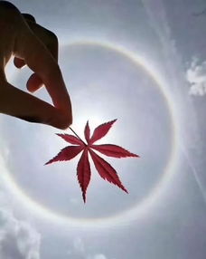 近月少女的礼仪系列顺序，近月者弯
