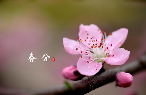 盛开的反义词是什么?