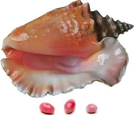 海螺珍珠价格，粉色海螺珍珠